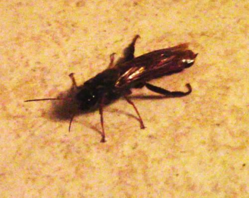 Tremex sp.